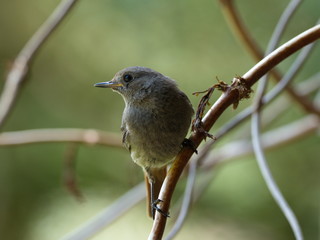 Black Redstart in garden