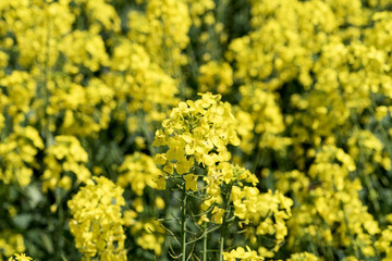 Fototapeta premium Blooming canola flowers closeup, Rape on the field in summer