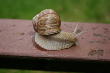 Worm