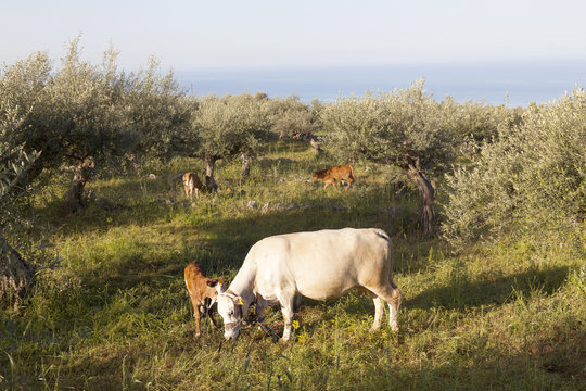 cow and calf between olive trees with blue sea in the background on greek peloponnese