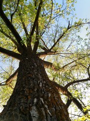 Naklejka premium tree