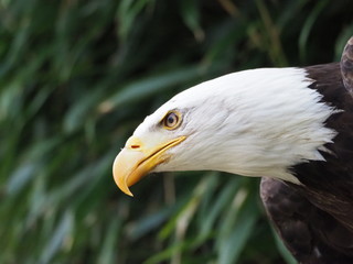 Pygargue à tête blanche
