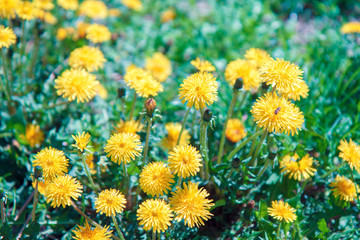 Natural background, blossoming dandelions lawn in spring