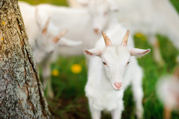 goats who are grazed on a meadow
