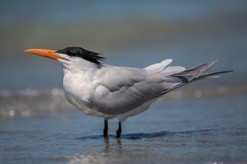 Royal tern (Thalasseus maximus), Venice Beach, Florida