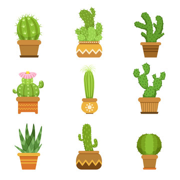 Decorative cactus in pots. Vector set. Desert plants isolate on white background