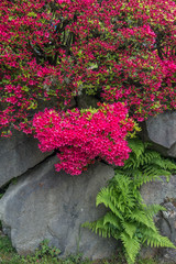 Fototapeta na wymiar Wall And Red Blossoms 2