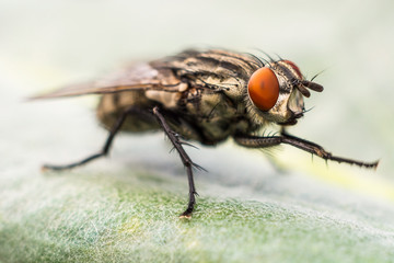 Fly macro