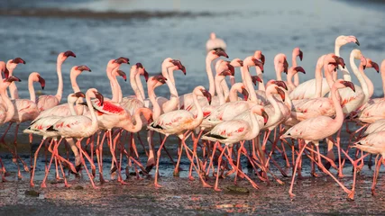 Papier Peint photo Flamant Group of lesser flamingos (Phoeniconaias minor), Walvis bay, Namibia