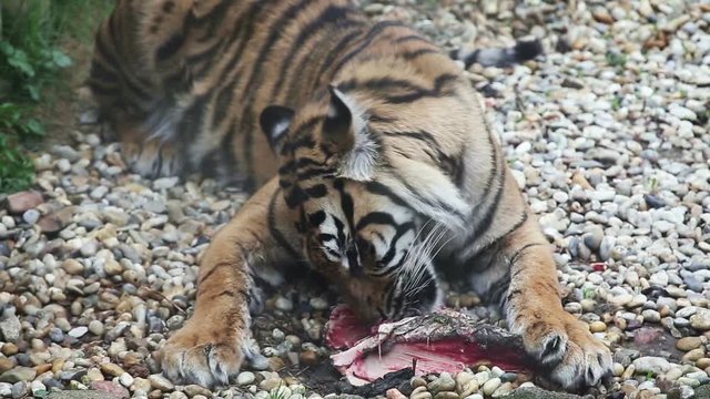 Tiger sumatran eating his lunch, Panthera tigris sumatrae
