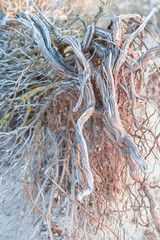 Dry the roots of an old shrub on the sandy coast of the Mediterranean