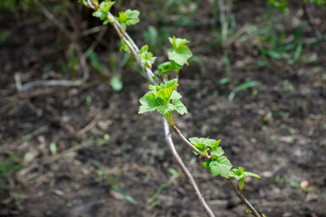 Currant bush in the garden. Selective focus.