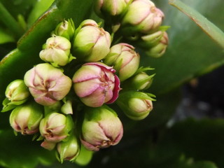 Bocciolo primaverile sul balcone con  Stella