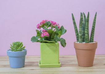 Small cactus in a flowerpot on a pink background.