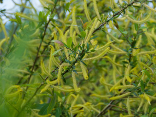 Willow tree branch