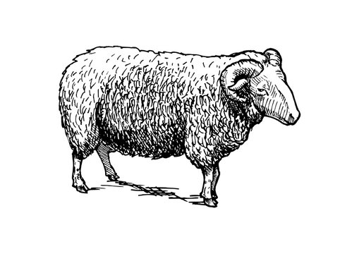illustration of ram
