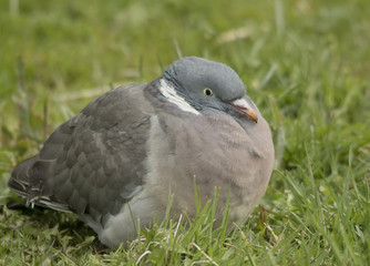 Wood Pigeon