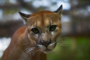 Puma Big Cat Costa Rica