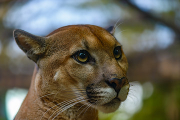 Puma Big Cat Costa Rica