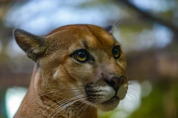 Zelfklevend Fotobehang Puma Big Cat Costa Rica © Maricel