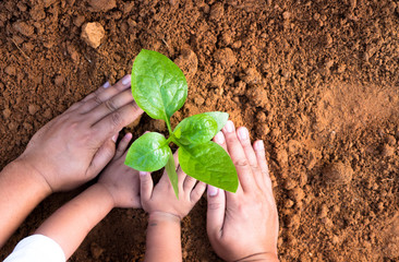 Close up Kid hand and father planting young plant