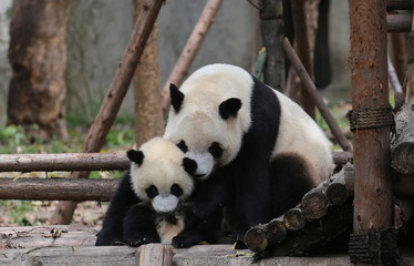 panda © jing