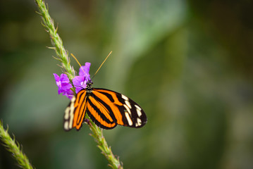Tiger-stripped Butterfly