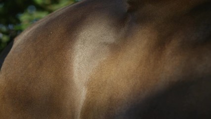 SLOW MOTION, CLOSE UP, DOF: Detail of human hand brushing stunning muscular stallion. Woman grooming shiny hair above the thigh. Unrecognizable person cleaning horse coat with natural bristle brush