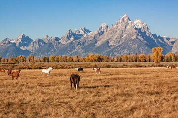 Teton Range and Horses in Fall