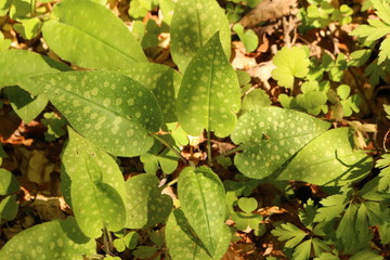 Naklejka premium Geflecktes Lungenkraut - Pulmonaria officinalis