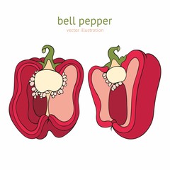 Bell pepper. Vector illustration for design