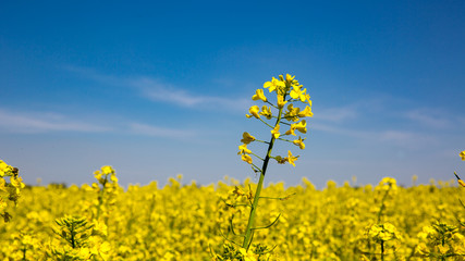 Obraz premium rpae meadow in sunny day