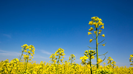 Obraz premium blooming yellow rape