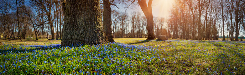 Panoramic view to spring flowers in the park. Scilla blossom