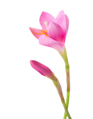 Pink lily with bud isolated on a white background. Zephyranthes carinata.