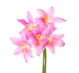 Five pink lilies isolated on a white background. Rosy Rain lily