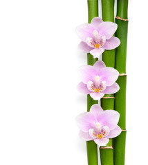 Three  pink orchids and branches of bamboo  lying on white.  Isolated  background. Viewed from above.