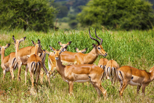 Fototapeta Female impala heard in the wild Tanzania Africa