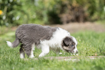Border Collie Welpe mit Gänseblümchen