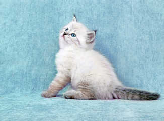 Siberian colorpoint kitten