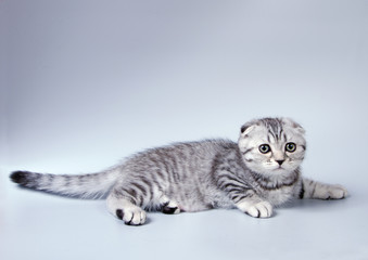 Fototapeta na wymiar Small scottish fold kitten