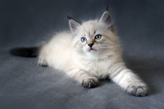 Top grey siberian kitten Online - Main Image