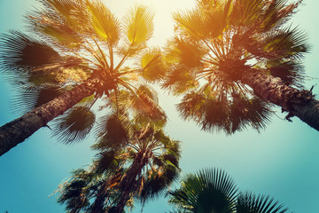 Kokospalmen aan tropische kust met vintage getinte en filmstijl.