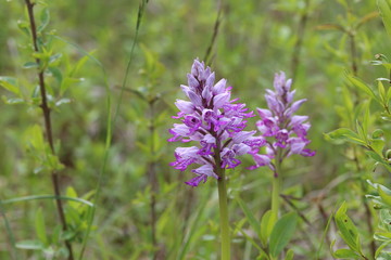 Wild orchid / Very beautiful and rare flowers