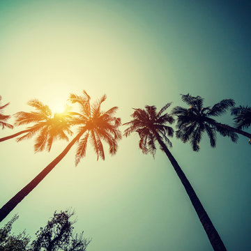 Coconut palm trees at tropical coast with vintage toned and film style.