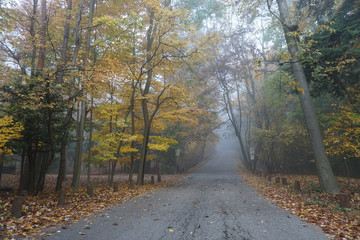 Foggy forest