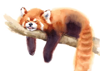 Watercolor Red Panda Sleeping on the Branch Hand Drawn Animal Illustration isolated on white background