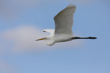 Great egret flying in the wild in North California