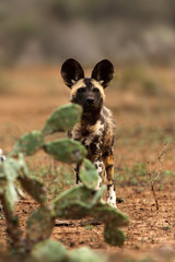 The African wild dog, African hunting dog or African painted dog (Lycaon pictus) sneaking behind opuntias