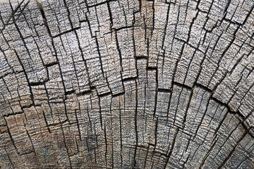 Fototapeta premium Cracked wood tree texture